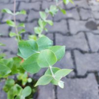 Eukalyptus Silver dollar, Eucalyptus cinerea, kont.p9l