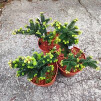 Jedľa balzamová Nana Abies balsamea 20 - 30 cm, kont. 3l