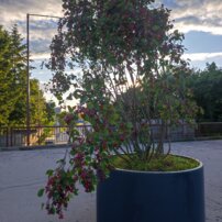 Muchovník jelšolistý Smoky +100 cm, Amelanchier alnifolia kont. 0,5 l