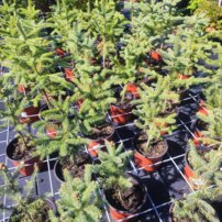 Smrek pichľavý Glauca , Picea pungens 20 - 50 cm, kont. 3l