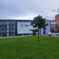 Lipa malolistá Green Globe, Tilia cordata, + 180 cm, kontajner 7l