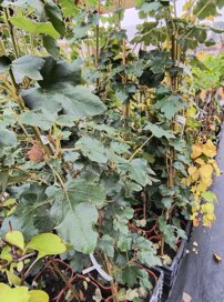 Flanelovník kalifornský Kalifornia Glory, Fremontodendron californicum, kont. 2l
