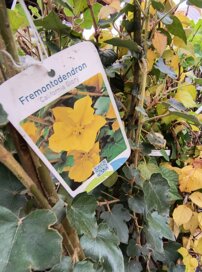 Flanelovník kalifornský Kalifornia Glory, Fremontodendron californicum, kont. 2l