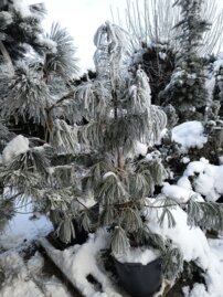 Borovica kórejská Dragon Eye, Pinus koraiensis, +200 cm kont. 45l