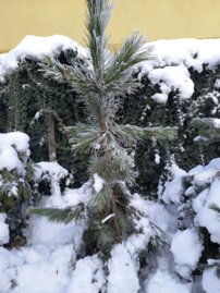 Borovica horská Goldfingers, Pinus mugo + 180 cm, kont. 30l