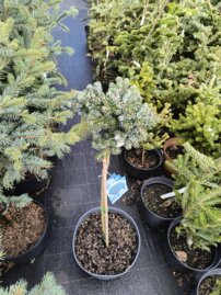 Jedla korejska Kohout’s Ice Breaker Abies koreana , kontajner C3 30-40 cm na kmienku
