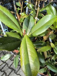 Magnólia Double Nantais, Magnolia + 70 cm, kont. 5l