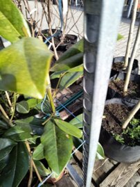 Magnólia Double Nantais, Magnolia + 70 cm, kont. 5l