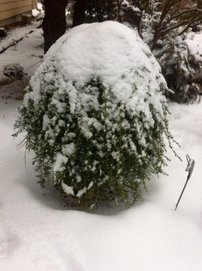 Jedľovec západný Thorsen’s Weeping, Tsuga heterophylla, kontajner C4, výška  +70 cm