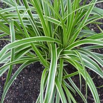 Ostrica japonská Ice Dance, Carex morrowii, kont. 2l