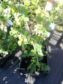 Pavinič trojlaločný Veitchii, Parthenocissus tricuspidata,  30 - 40 cm, kont. 3l