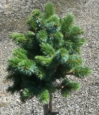 Smrek sitkanský Pevè Wiesje, Picea sitchensis, 30 - 35 cm na kmienku, kont. 3l