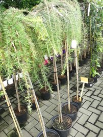 Smrekovec opadavý  Pendula, Larix decidua 120 - 180 cm, kont. 5l