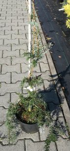 Jedľovec západný Thorsen’s Weeping, Tsuga heterophylla, kontajner C4, výška  +70 cm
