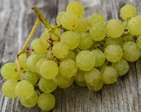 Vinič hroznorodý Interlaken Seedless , Vitis vinifera, kontajnerovaná sadenica 1 l