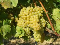 Vinič hroznorodý Irsai Oliver, Vitis vinifera, kontajnerovaná sadenica 1 l