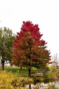 Javor červený Red Sunset, Acer rubrum, 100 – 120 cm, kontajner 5l