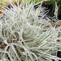 Medúnok mäkký Jackdaws Cream, Holcus mollis, kont. 3l