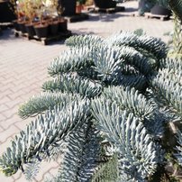 Jedľa ušlachtilá-modrá Glauca,  Abies procera 90 - 110 cm, kont. 20l