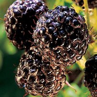 Malina BLack Jewel, Rubus idaeus 10 - 40 cm kont.1l
