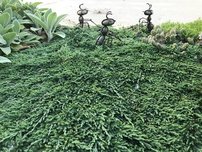 Borievka rozprestretá Pancake, Juniperus horizontalis 20 - 25 cm, kont. 3l