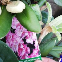 Rododendron Ken Janeck, Rhododendron 30 - 50 cm, kont. 5l