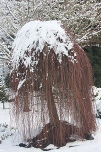 Smrekovec opadavý  Pendula, Larix decidua 120 - 180 cm, kont. 5l