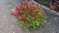 Leukote Walterova Zeblid, Leucothoe Walteri, 20 cm, kont. 2 l