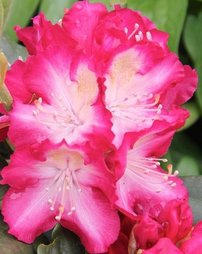 Rododendron Marabu, Rhododendron, 30 - 50 cm, kont. 5l