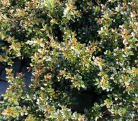Azalka japonská Marilee, Rhododendron obtusum, kont. 2l