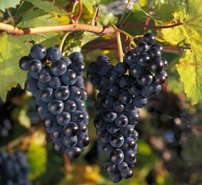 Vinič hroznorodý Marquette, Vitis vinifera, kontajnerovaná sadenica 1 l