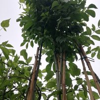 Jaseň mannový Mecsek, Fraxinus ornus, +300 cm, kont 5l