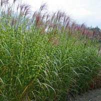 Ozdobnica čínská Giraffe, Miscanthus sinensis , kontajner 3 l