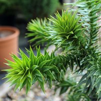 Araukária andská Araucaria araucana, kontajner C5 + 45cm