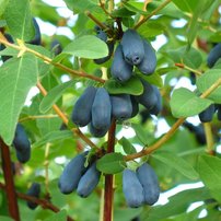 Zemolez kamčatský Morena, Lonicera kamtschatica 30 - 40 cm, kont. 1,5l