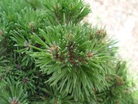 Borovica horská Allgäu, Pinus mugo, kontajner 3l
