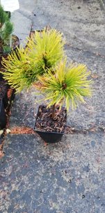 Borovica horská Nana Balcanica Aurea, Pinus mugo, kmeň 20 - 30 cm, kont. 1l