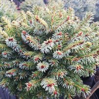 Smrek omorikový-balkánsky Nana, Picea omorika 70 - 90 cm kmeň, kont. 20l