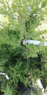 Borievka čínska Neaboriensis, Juniperus chinensis 40 - 60 cm, kont. 2l