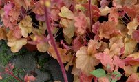 Heuchera Northern Exposure™ Amber, kont. 1l