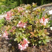 Azalka Painted Lady, Azalea 30 - 40 cm, kont. 5l