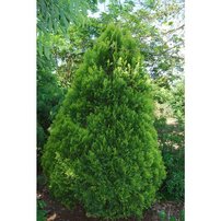Tujovec východný Southport , Platycladus orientalis, 40 – 60 cm, kontajner 3l