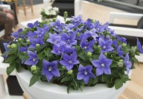 Balónovník veľkokvetý Astra Blue, Platycodon grandiflorus, kontajner 1l