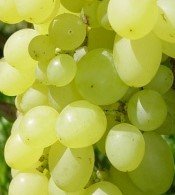 Vinič hroznorodý Prodiuser, Vitis vinifera, kontajnerovaná sadenica 1 l