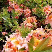 Azalka Quiet Thoughts, Azalea 30 - 50 cm, kont. 5l