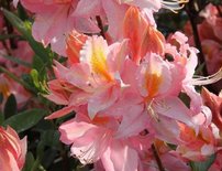Azalka Raimunde, Azalea 30 - 40 cm, kont. 5l