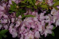 Azalka japonská Negligee, Rhododendron obtusum, kont. 2l