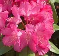Rododendron Karianne, Rhododendron, 30 - 50 cm, kont. 5l