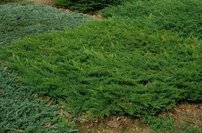 Borievka pobrežná Schlager , Juniperus conferta 15 - 20 cm, kont. 3l