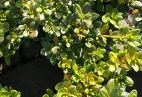 Azalka japonská Schneeperle ®,  Rhododendron obtusum, kont. 2l